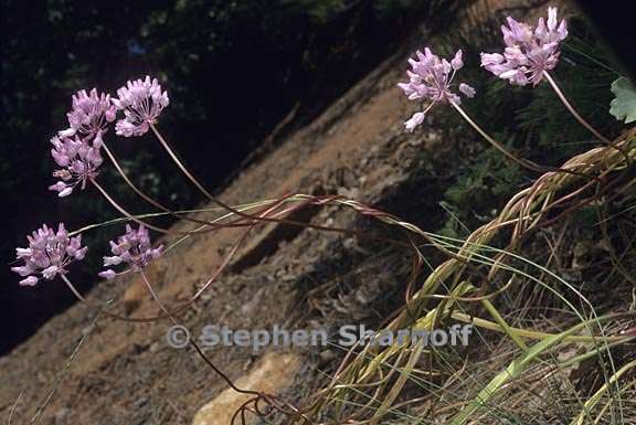 dichelostemma volubile 1 graphic